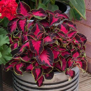 King Henry yaprak güzeli fidesi coleus x blumei kolyoz