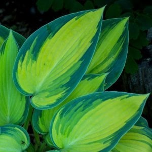 Hosta June süpürge çiçeği soğanı