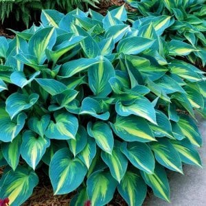 Hosta June süpürge çiçeği soğanı