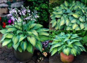 Hosta June süpürge çiçeği soğanı