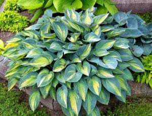 Hosta June süpürge çiçeği soğanı