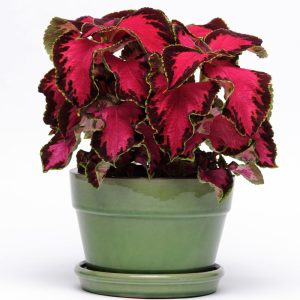 King Henry yaprak güzeli fidesi coleus x blumei kolyoz