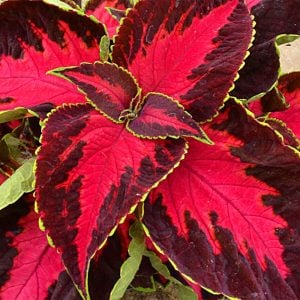 King Henry yaprak güzeli fidesi coleus x blumei kolyoz