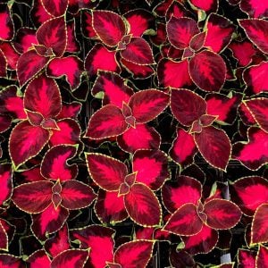 King Henry yaprak güzeli fidesi coleus x blumei kolyoz