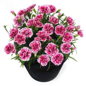 Kokulu esta karanfil bodur katlı ithal dianthus caryophyllus