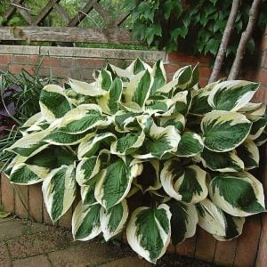 Hosta Patriot süpürge çiçeği soğanı