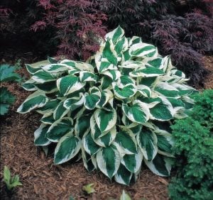 Hosta Patriot süpürge çiçeği saksıda yetişmiş bitki