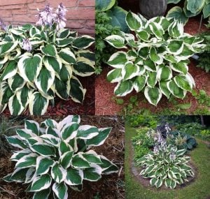Hosta Patriot süpürge çiçeği saksıda yetişmiş bitki