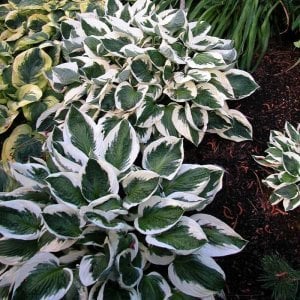Hosta Patriot süpürge çiçeği soğanı