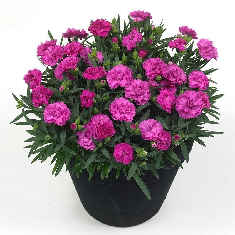 Kokulu faganza karanfil bodur katlı ithal dianthus caryophyllus