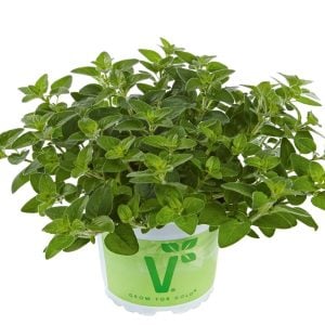 Margeritha mercanköşk fidesi origanum vulgare