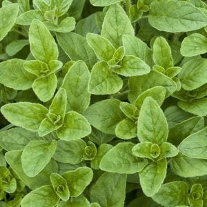 Margeritha mercanköşk fidesi origanum vulgare