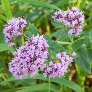 Margeritha mercanköşk fidesi origanum vulgare