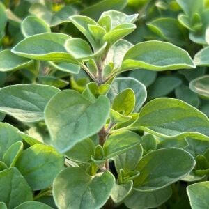 Margeritha mercanköşk fidesi origanum vulgare