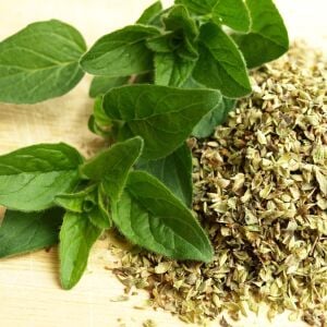 Margeritha mercanköşk fidesi origanum vulgare