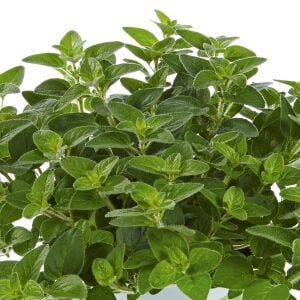 Margeritha mercanköşk fidesi origanum vulgare