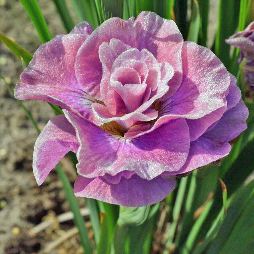 Pink Parfait İris Sibirica süsen fidanı | Saksıda yetişmiş dikime hazır
