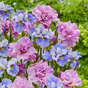 Pink Parfait İris Sibirica süsen fidanı | Saksıda yetişmiş dikime hazır