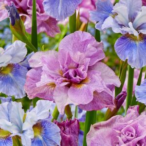 Pink Parfait İris Sibirica süsen fidanı | Saksıda yetişmiş dikime hazır