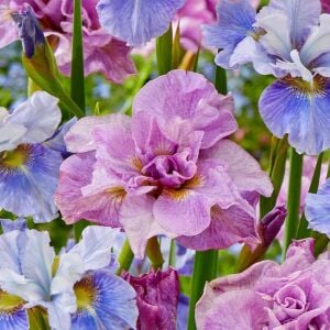 Pink Parfait İris Sibirica süsen fidanı | Saksıda yetişmiş dikime hazır