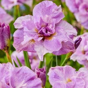 Pink Parfait İris Sibirica süsen fidanı | Saksıda yetişmiş dikime hazır