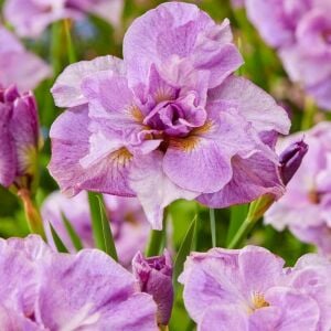 Pink Parfait İris Sibirica süsen fidanı | Saksıda yetişmiş dikime hazır