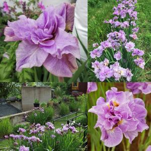 Pink Parfait İris Sibirica süsen fidanı | Saksıda yetişmiş dikime hazır
