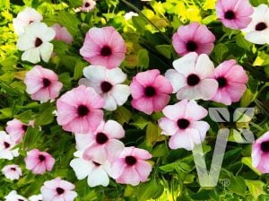 Karagözlü suzan sarmaşığı fidesi thunbergia alata pink beauty