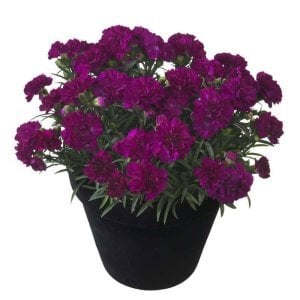 Kokulu lady gaga karanfil bodur katlı ithal dianthus caryophyllus