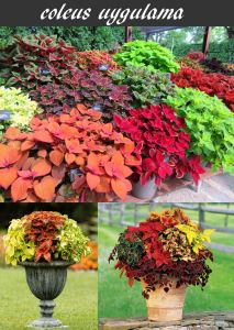 Nevada yaprak güzeli fidesi coleus x blumei kolyoz