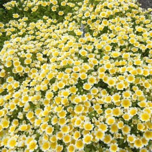 Limnanthes tohumu ispanyol omleti çiçeği