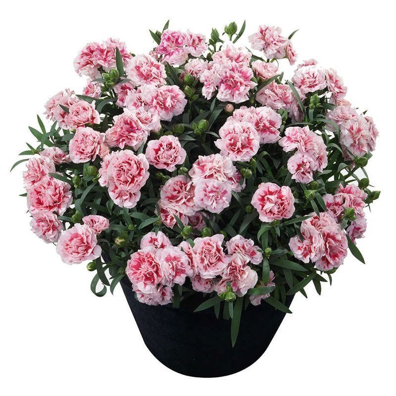 Kokulu megan karanfil bodur katlı ithal dianthus caryophyllus