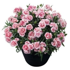 Kokulu megan karanfil bodur katlı ithal dianthus caryophyllus