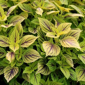 Nevada yaprak güzeli fidesi coleus x blumei kolyoz