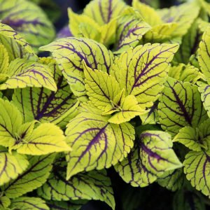 Nevada yaprak güzeli fidesi coleus x blumei kolyoz