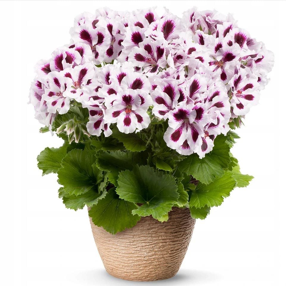 Mor çizgili canan sardunya fidesi pelargonium aristo purple stripes
