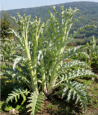 Kardon fidesi Bahçe enginarı Cardoon sebze fidesi
