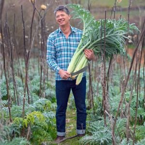 Kardon fidesi Bahçe enginarı Cardoon sebze fidesi