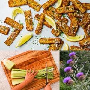 Kardon fidesi Bahçe enginarı Cardoon sebze fidesi