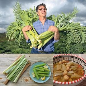 Kardon fidesi Bahçe enginarı Cardoon sebze fidesi