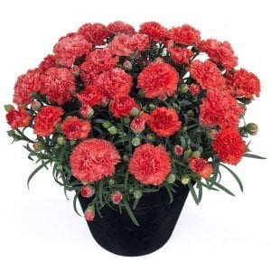 Kokulu turuncu bling bling karanfil bodur katlı ithal dianthus caryophyllus
