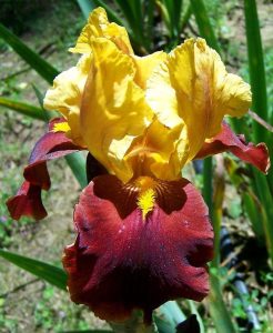 That jazz iris süsen çiçeği soğanı iris germanica