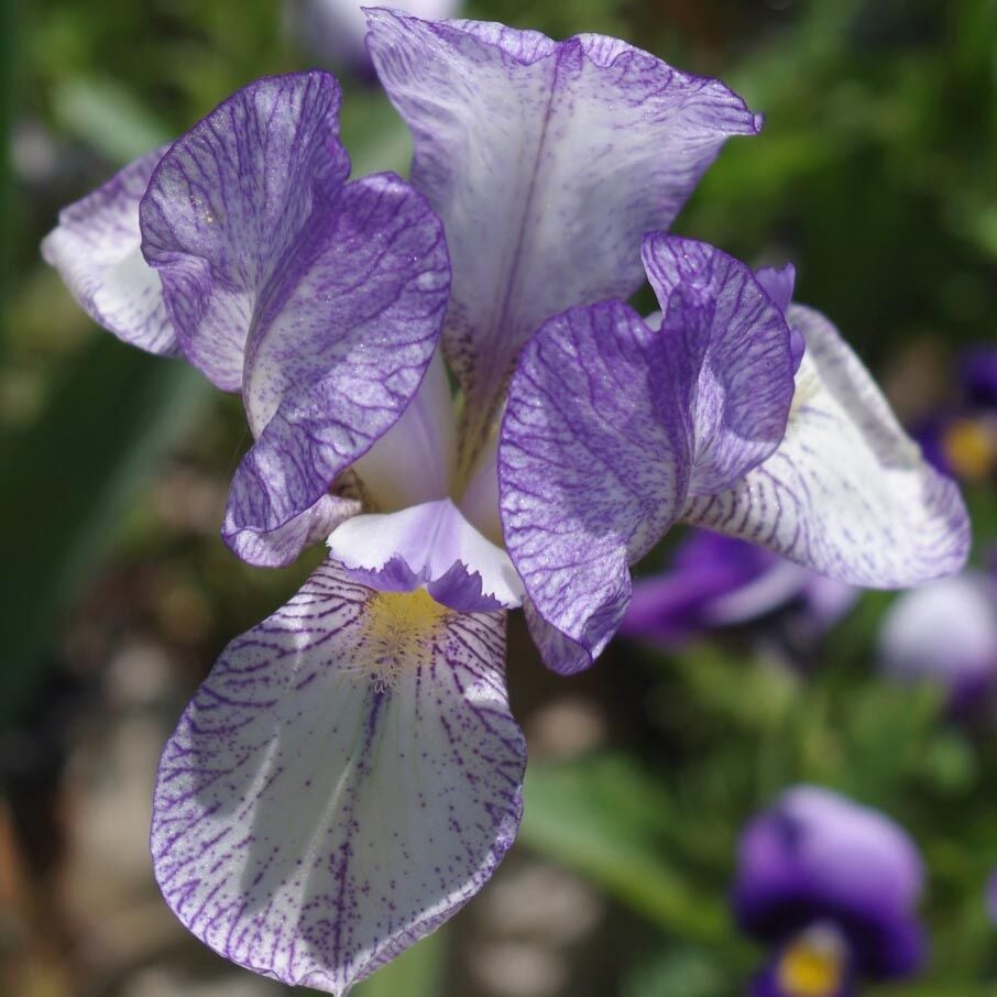Petite Monet İris Fidanı – Iris germanica ‘Petite Monet’