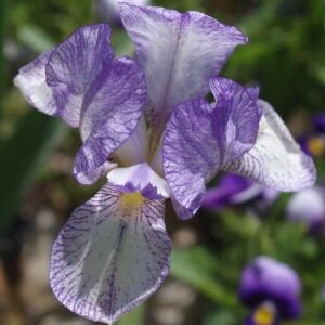 Petite Monet İris Fidanı – Iris germanica ‘Petite Monet’