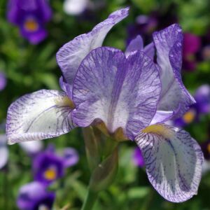 Petite Monet İris Fidanı – Iris germanica ‘Petite Monet’