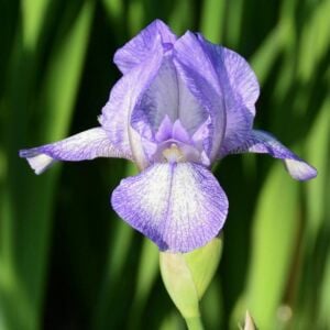 Petite Monet İris Fidanı – Iris germanica ‘Petite Monet’