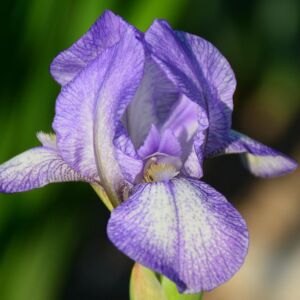 Petite Monet İris Fidanı – Iris germanica ‘Petite Monet’