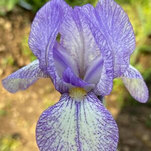 Petite Monet İris Fidanı – Iris germanica ‘Petite Monet’