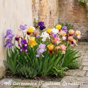 Petite Monet İris Fidanı – Iris germanica ‘Petite Monet’
