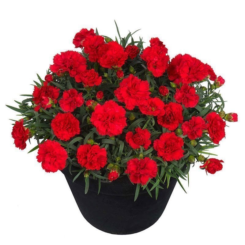 Kokulu red allura karanfil bodur katlı ithal dianthus caryophyllus